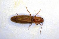 Stenagostus rhombeus