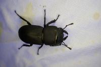 Dorcus parallelipipedus