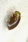 Laccophilus minutus