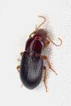 Ophonus melletii