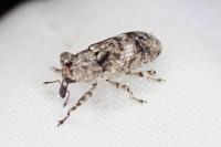 Gasterocercus depressirostris