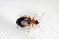 Lebia scapularis
