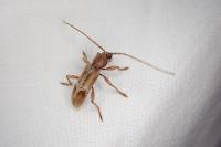 Trichoferus pallidus