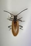 Lagria hirta