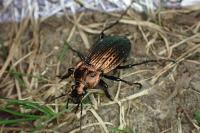 Carabus cancellatus carinatus