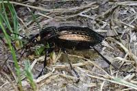 Carabus cancellatus carinatus