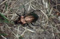 Carabus cancellatus carinatus