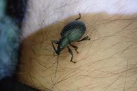 Otiorhynchus pseudonothus