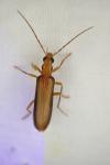 Nacerdes carniolica