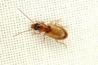 Anthracus consputus