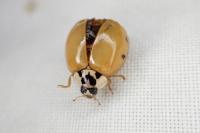 Harmonia quadripunctata
