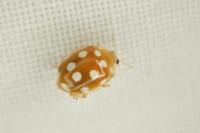 Vibidia duodecimguttata