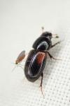 Nialus varians