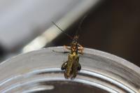 Oedemera flavipes