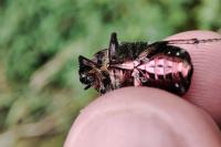 Cetonia aurata
