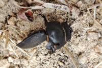 Dorcus parallelipipedus