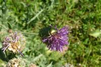 Cetonia aurata