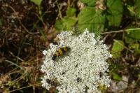 Mylabris variabilis
