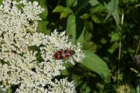 Trichodes alvearius