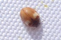 Adalia decempunctata