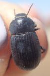 Bioplanes meridionalis