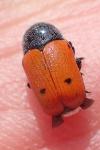 Cryptocephalus sexmaculatus