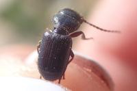 Dixus sphaerocephalus