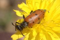 Hycleus duodecimpunctatus