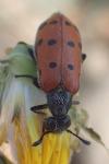 Hycleus duodecimpunctatus