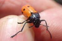Lachnaia paradoxa