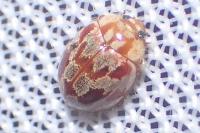 Myrrha octodecimguttata formosa