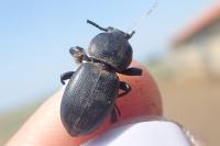 Scaurus atratus