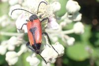 Stictoleptura cordigera