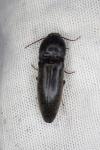 Melanotus villosus