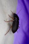 Pseudoophonus rufipes