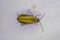 Xanthogaleruca luteola