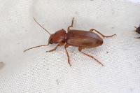 Trechus quadristriatus