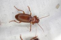 Trechus quadristriatus