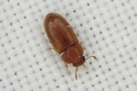 Typhaea stercorea