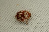 Myrrha octodecimguttata