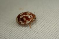 Myrrha octodecimguttata