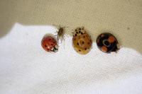 Harmonia axyridis