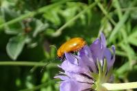 Exosoma lusitanicum