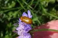 Exosoma lusitanicum
