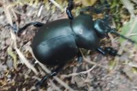 Timarcha tenebricosa