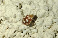 Vibidia duodecimguttata