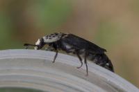 Thanatophilus sinuatus