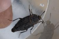 Thanatophilus sinuatus