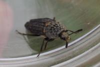 Thanatophilus sinuatus