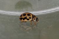 Tytthaspis sedecimpunctata